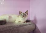 Diamonds darius  litter - Siamese Cat For Sale - Waupaca, WI, US