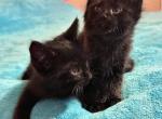 Black Kittens Available Still - Siberian Kitten For Sale - West Springfield, MA, US