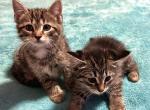 Grey Female Kittens Still Available - Siberian Kitten For Sale - West Springfield, MA, US