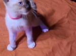 siamese and manx mix - Siamese Kitten For Sale - Essex, MD, US