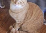 Juan Da Maximoff - American Shorthair Cat For Adoption - Temple Hills, MD, US
