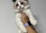 Seal bicolor male - Ragdoll Cat For Sale - Minerva, OH, US