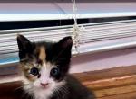 G - American Shorthair Kitten For Sale - Catasauqua, PA, US