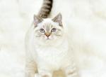 Cherry 1 - Scottish Straight Cat For Sale - NY, US