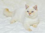 Chip 1 - Scottish Straight Cat For Sale - NY, US