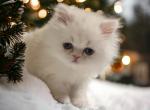 Princess Phoebe - Persian Kitten For Sale - Spring, TX, US