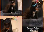 Mittens kittens ONLY TWO LEFT - Maine Coon Cat For Sale - Hyde Park, NY, US