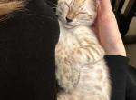 Loki - Bengal Kitten For Sale - Roseville, CA, US