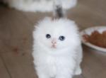 L I L Y - Scottish Fold Cat For Sale - Fontana, CA, US