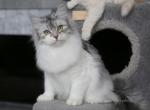 PAULETTE LYUMUR - Siberian Cat For Sale - NY, US