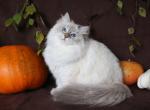 WERONA IZ TVERSKOGO KNYAZHESTVA - Siberian Cat For Sale - NY, US
