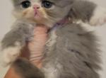 Grey and white persian kitten female - Persian Kitten For Sale - MA, US