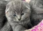 Blue baby - Scottish Fold Kitten For Sale - Miami, FL, US