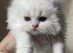 Blue silver chinchilla point boy - Scottish Fold Cat For Sale - Sun City Center, FL, US