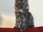 Trixie - Maine Coon Cat For Sale - New Park, PA, US