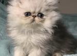 Litter of three Boy and two girls - Persian Kitten For Sale - Williamsburg, VA, US