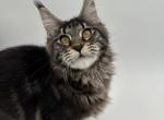 Amber - Maine Coon Cat For Sale - Brighton, CO, US