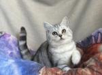 Tinkerbell - British Shorthair Kitten For Sale - Diamond Bar, CA, US