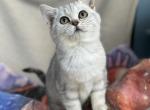 Pixie - British Shorthair Kitten For Sale - Diamond Bar, CA, US