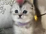 Jerry - Scottish Fold Cat For Sale - New York, NY, US