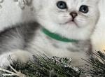 Mamba - British Shorthair Kitten For Sale - New York, NY, US