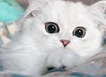 Polar Bear CFA chinchilla silver - Persian Kitten For Sale - Pensacola, FL, US