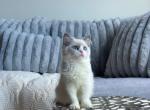 Chica cute little girl - Ragdoll Cat For Sale - New York, NY, US