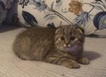 Scottish fold kittens - Scottish Fold Kitten For Sale - Philadelphia, PA, US