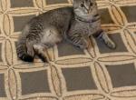 Mitia - Scottish Fold Cat For Sale - Philadelphia, PA, US