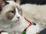 Ragdoll male cats - Ragdoll Cat For Sale - Henderson, NV, US