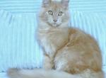 Benjamin - Maine Coon Cat For Sale - New York, NY, US