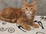 Abrikos Polydactyl - Maine Coon Cat For Sale - Miami, FL, US