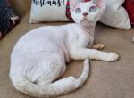 Knopka - Devon Rex Cat For Sale - Norwalk, CT, US