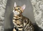 Candy - Bengal Cat For Sale - Norwalk, CT, US