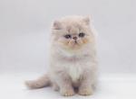 Sunny - Persian Cat For Sale - Norwalk, CT, US