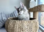 Bars Gentle giant maincoon baby - Maine Coon Cat For Sale - State College, PA, US