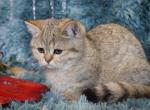 Metalli black golden dwarf English Muffin female - Munchkin Kitten For Sale - 