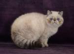 Sesame - Exotic Kitten For Sale - Pembroke Pines, FL, US