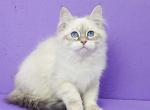 Olimp - Siberian Cat For Sale - Houston, TX, US