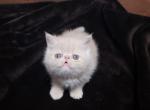 Carmelo - Persian Kitten For Sale - Garland, TX, US