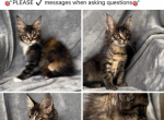 Two beautiful kittens - Maine Coon Kitten For Sale - Denton, TX, US