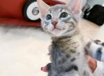 Darling Blue Spotted Savannah Kittens - Savannah Cat For Sale - Sunbury, OH, US