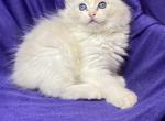 Ponscha - Ragdoll Cat For Sale - Miami, FL, US