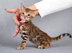 Marusya - Bengal Cat For Sale - Norwalk, CT, US