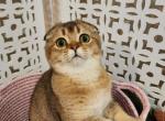 Whiskey - Scottish Fold Cat For Sale - New York, NY, US