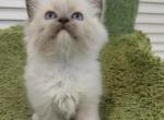 Mitted Ragdoll Boy - Ragdoll Kitten For Sale - Westborough, MA, US