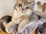 Dakota - Scottish Straight Cat For Sale - New York, NY, US