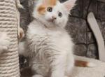 Alma - Maine Coon Cat For Sale - Hollywood, FL, US