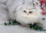 Chinchilla shaded Persian - Persian Kitten For Sale - St. Joseph, MI, US