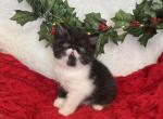 Prancer - Exotic Kitten For Sale - Henderson, CO, US